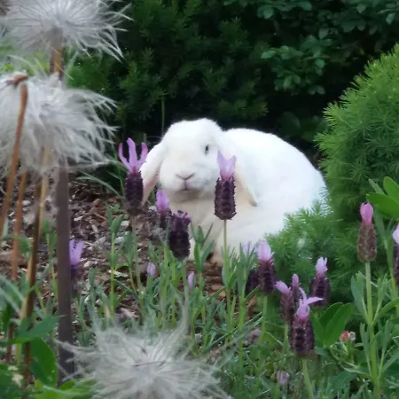 Dreilaenderblick 바트글레이첸베르그