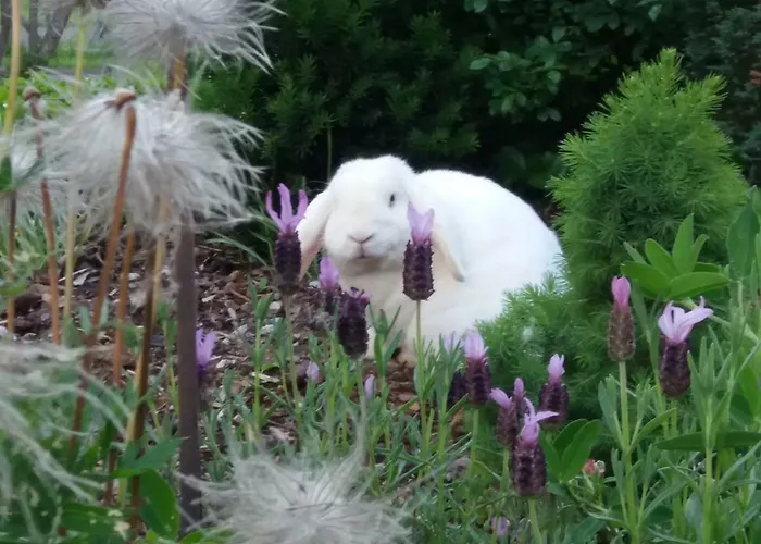 Dreilaenderblick باد غليشنبرج